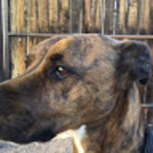 Meet your Posher, Violette